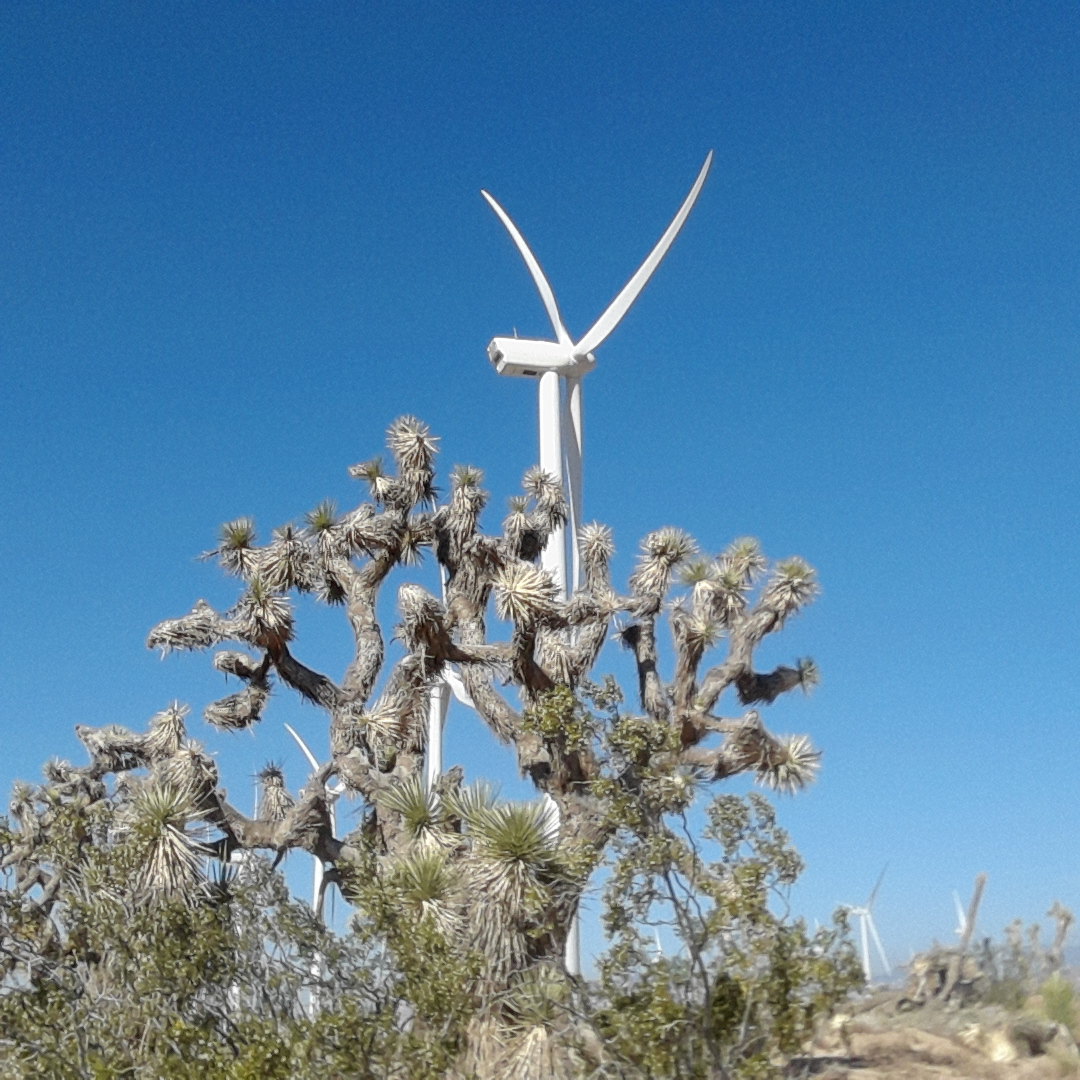 #42 Mojave